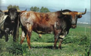 Las hechuras de este toro e Miura-número 98- hacen pensar que viajará a Pamplona. Fotografía: Arjona.