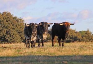 Tres toros de El Ventorrillo, de la camada de 2020, que terminarán su vida en el matadero.