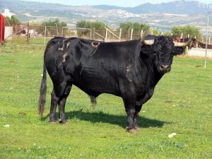 Uno de los seis toros de Hermanas Azcona que viajarán hasta Ossa de Montiel.